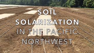 Soil Solarization in the Pacific Northwest [upl. by Ailama]