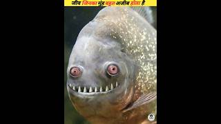 Sea creatures with very strange mouths viral [upl. by Ysdnyl]