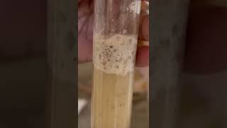 Reaction of ArCOOH with NaHCO3 viralshorts chemistry education scienceexperiment viralvideo [upl. by Anuat]