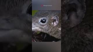 Tree shrew and pitcher plant facts sciencefacts science [upl. by Nosirrag]