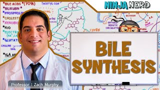 Gastrointestinal  Bile Synthesis [upl. by Naeloj402]