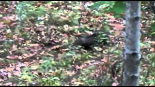 Honey Badger Narrates The Disgusting and Creepyass Fisher Cat [upl. by Blackstock899]