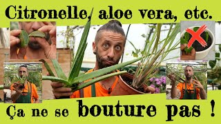 Citronnelle Aloe vera Des plantes qui ne se bouturent pas [upl. by Dorris]