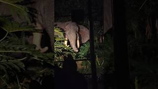 Jungle Cruise Disneyland [upl. by Romito266]