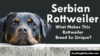 Serbian Rottweiler What Makes This Rottweiler Breed So Unique [upl. by Berwick]