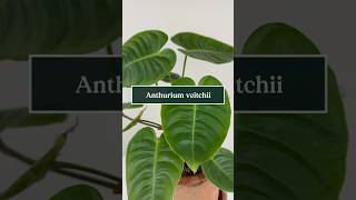 Care tips for Anthurium veitchii the King Anthurium 🪴🤴 shorts plants anthurium soltech [upl. by Mossolb2]