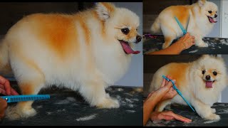 OMG Shes so sweet Pomeranian Grooming [upl. by Lukas]