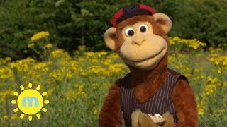 Milkshake Monkey  Simple Simon  Songs [upl. by Suellen]