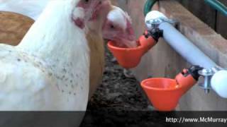 The Best Way To Water Your Chickens [upl. by Htaeh822]