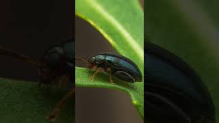 How to Remove Black Aphid from Plants Part 1 [upl. by Harned]