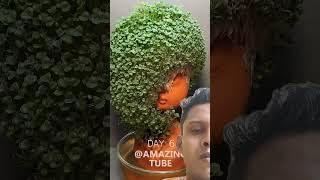 Growing chia seeds like hair  time lapse video shorts ytshorts viral trending [upl. by Pettifer616]