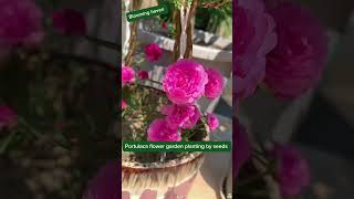 Plant portulaca flower so beautiful howtogrowportulaca gardenflower purslane blooming shorts [upl. by Raybin]