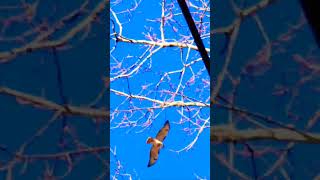 RedTailed Hawk flying close over road bird hawk wildlife nature [upl. by Ymmat]