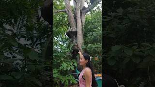 Jellan saw an unusual tree nature ocean travel philippines beach [upl. by Lidda]