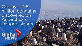 Hidden colony of 15 million penguins discovered on Antarcticas Danger Islands [upl. by Arotak]