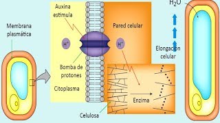 Reproducción y Hormonas Vegetales Botánica Biología Preguntas Resueltas Admisión a la Universidad [upl. by Kirit]