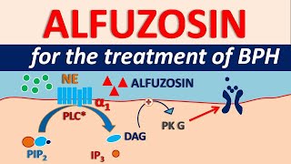 Alfuzosin HCl  Uses side effects amp precautions  For BPH [upl. by Nevaeh]