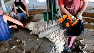 THE MOST Satisfying Sheep Shearing 🥰 [upl. by Acceb900]