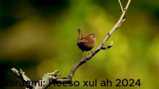 Xeeso macaan oo qaraami ah  Somali Songs  2024 [upl. by Dimmick]