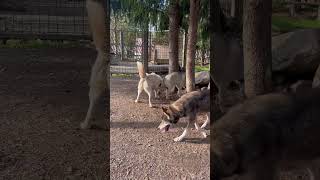 Huskies Howl together 4 times in a day at Husky Farm [upl. by Anaej652]