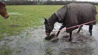 my horse Lady likes puddles [upl. by Inamik68]