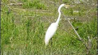 Grande aigrette [upl. by Tnilf]