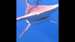 Diver Films Smooth Hammerhead Shark  1534078 [upl. by Sokcin]