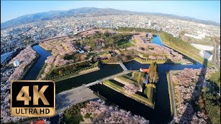 【4K Walk】Star Castle Beautiful Cherry Blossom in Goryokaku Castle  Hakodate Japan 桜満開の五稜郭 [upl. by Ainafets]