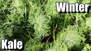 How to Grow Kale for FallWinter Harvests [upl. by Auqeenahs]