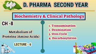 Protein metabolism  CH8  L6  Biochemistry Amino acid metabolism  DPharm second year [upl. by Nylatsirhc]