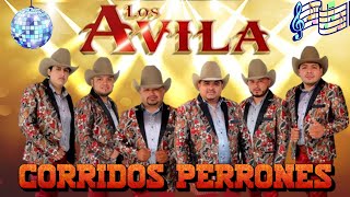 Lo Mejor De Los Avila 🎼 Los Avila Puros Corridos Perrones PaPistear 2024 ✅ [upl. by Laeynad344]