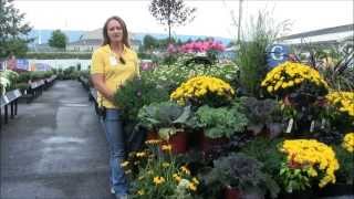 Caring for Asters with Stauffers of Kissel Hill [upl. by Akitahs561]