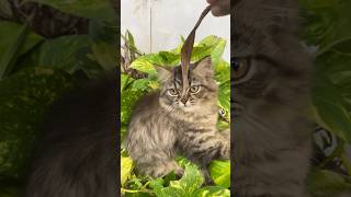 Kittens sale video Malayalam petskittens cat malayalam [upl. by Nealy]