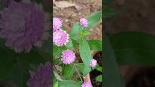 vadamallipoovukal garden plants home flower gardenplants [upl. by Shelba469]