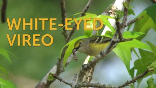 Whiteeyed Vireo [upl. by Esinnej698]