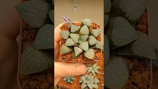 haworthia bayeri hybrida haworthia suculentas [upl. by Killian]