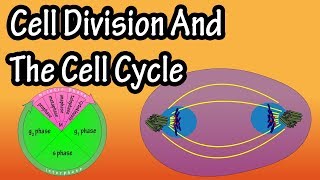 How Do Cells Divide  Phases Of Mitosis  Cell Division And The Cell Cycle  Cellular Division [upl. by Rodrick]