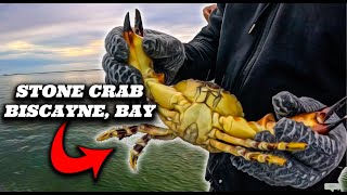 STONE CRABS IN BISCAYNE BAY MIAMI FL fishing stonecrabs biscaynebay floridafishing [upl. by Scrivenor]