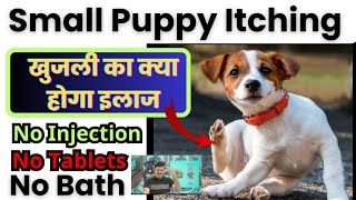 Puppy Itching Problem Solution 👌Itching Puppy Treatment 👍 puppy ko khujli ho to kya kare [upl. by Honora]