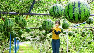 Harvesting Self grown Watermelon Goes sell to the villagers Herding pigs with banana [upl. by Ainahtan]