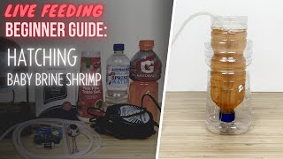 Simple DIY Setup for Hatching Brine Shrimp Eggs [upl. by Giuditta]