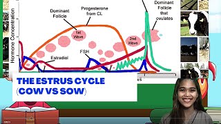 VET ENDO  The Estrus Cycle Cow vs Sow  Student Output [upl. by Tirrell]