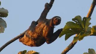 Brownthroated Threetoed Sloth Bradypus variegatus female Tocache Peru 23 June 2019 24 [upl. by Llerrot]