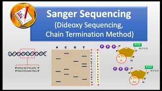 How Sanger Sequencing Works Classic Sanger Method [upl. by Eilsek]