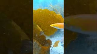 Oxyjulis fish snorkeling seaeducation fish [upl. by Relyk]