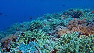 Tubbataha Reef Diving via Expedition Fleet Oceanic Explorer [upl. by Nereen739]