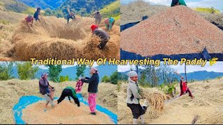 Harvesting a paddy field🌾 part2 Peren Nagaland 🇮🇳 [upl. by Ettezzil160]