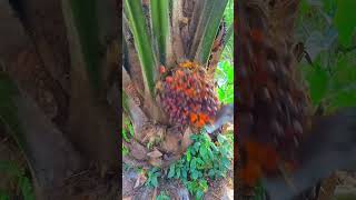 Trabajo en Malasia Pambagan Cosecha de Palma de aceite Africana oilpalmfarmers palmas [upl. by Volin]