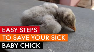 How to save a sick baby chick [upl. by Ro]