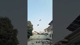 Pigeons Flight shortvideos pigeon bird birds pigeonslovers birdspecies flight [upl. by Onoitna]